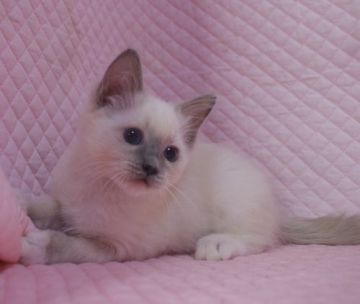 ラグドール【静岡県・女の子・2020年12月25日・ブルーポイントミテッド】の写真「大きな瞳のかわいい女の子」