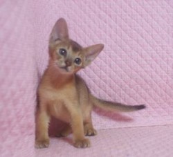 アビシニアン【静岡県・男の子・2013年6月16日・ルディ】の写真「瞳の大きなかわいい男の子」