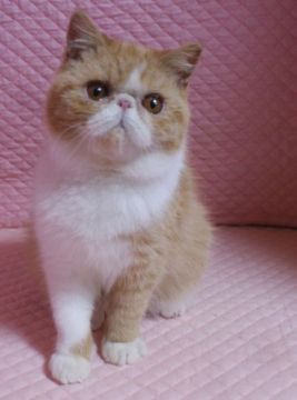 エキゾチックショートヘア【静岡県・女の子・2019年7月22日・レッドタビー&ホワイト】の写真「大きな瞳の丸顔の女の子」