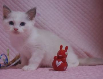 ラグドール【静岡県・女の子・2021年5月1日・ブルークリームポイントバイカラー】の写真「大きな瞳　丸顔のかわいい女の子」