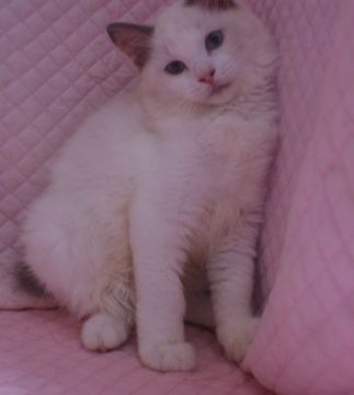 ラグドール【静岡県・女の子・2021年4月1日・ブルークリームポイントバイカラー】の写真「丸顔のかわいい女の子」