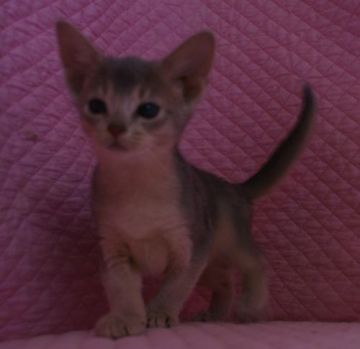 アビシニアン【静岡県・女の子・2017年12月10日・ブルー】の写真「綺麗なカラーかわいい女の子」