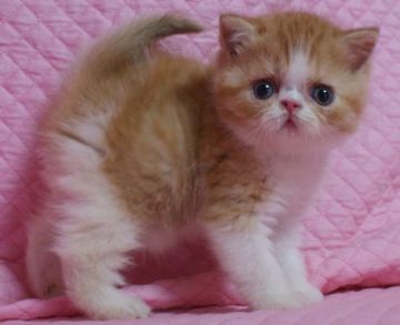 エキゾチックショートヘア【静岡県・女の子・2016年5月23日・レッド&ホワイト】の写真「きれいなカラー・瞳が大きなかわいい女の子」