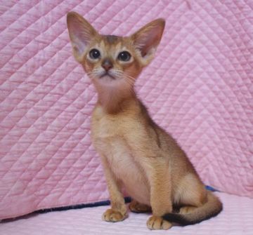 アビシニアン【静岡県・男の子・2018年6月3日・ルディ】の写真「瞳が大きなかわいい坊や」