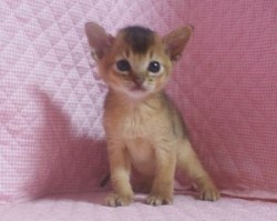 アビシニアン【静岡県・男の子・2013年7月23日・ルディ】の写真「瞳の大きなかわいい男の子」