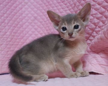 アビシニアン【静岡県・女の子・2018年4月15日・ブルー】の写真「瞳が大きなかわいい女の子」