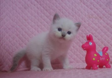 ラグドール【静岡県・男の子・2013年6月21日・ブルーポイントミテッド】の写真「」