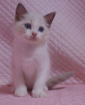 ラグドール【静岡県・男の子・2021年5月1日・ブルーポイントバイカラー】の写真「瞳の大きな可愛い男の子」