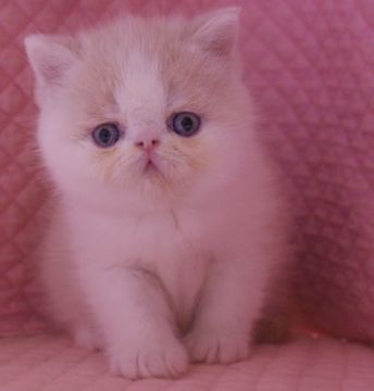 エキゾチックショートヘア【静岡県・男の子・2019年11月22日・クリーム&ホワイト】の写真「きれいなカラー・瞳が大きなかわいい男の子」