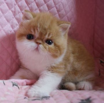 エキゾチックショートヘア【静岡県・女の子・2017年3月11日・レッド&ホワイト】の写真「まんまる　丸顔かわいい女の子」