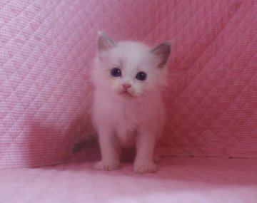 ラグドール【静岡県・男の子・2013年4月14日・ブルーポイント(バン)バイカラー】の写真「」