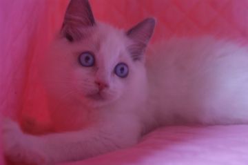 ラグドール【静岡県・男の子・2020年11月20日・ブルーポイントバイカラー】の写真「瞳の大きな可愛い坊や」