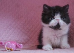 エキゾチックショートヘア【静岡県・男の子・2013年12月4日・ブラック&ホワイト】の写真「かわいいおとこのこ」