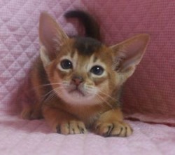 アビシニアン【静岡県・男の子・2013年7月23日・ルディ】の写真「かわいいお顔の坊やです」