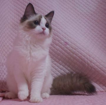 ラグドール【静岡県・女の子・2020年12月1日・シールポイントバイカラー】の写真「瞳の大きな可愛い女の子」