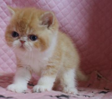 エキゾチックショートヘア【静岡県・女の子・2017年4月4日・レッドタビー&ホワイト】の写真「かわいい女の子」
