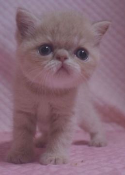 エキゾチックショートヘア【静岡県・男の子・2021年7月18日・クリームタビー】の写真「瞳の大きな可愛い男の子」