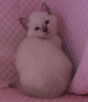 ラグドール【静岡県・男の子・2021年8月1日・ブルーポイントミテッド】の写真「まん丸お顔の可愛い坊や」