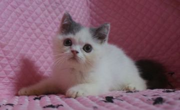 エキゾチックショートヘア【静岡県・男の子・2015年5月23日・ブルー アンド ホワイト】の写真「瞳が大きなかわいい男の子」