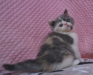 エキゾチックショートヘア【静岡県・女の子・2018年12月5日・ダイリュートキャリコ】の写真「きれいなカラー・瞳が大きなかわいい女の子」
