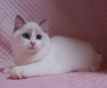 ラグドール【静岡県・女の子・2021年8月1日・ブルークリームポイントバイカラー】の写真「大きな瞳　丸顔のかわいい女の子」