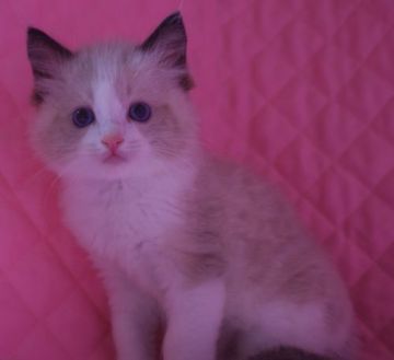 ラグドール【静岡県・男の子・2021年3月18日・シールポイントバイカラー】の写真「瞳の大きな可愛い坊や」