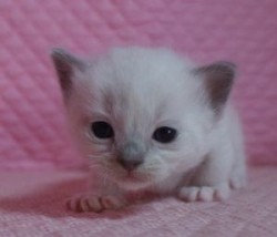 ラグドール【静岡県・男の子・2014年2月28日・ブルーポイントミテッド】の写真「瞳が大きなかわいい男の子」