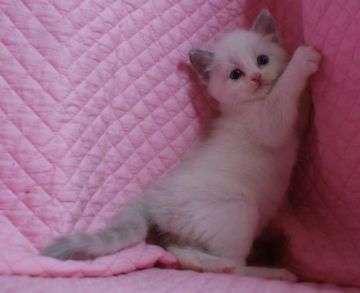 ラグドール【静岡県・男の子・2015年4月8日・ブルーポイントバイカラー】の写真「瞳が大きなかわいい男の子」
