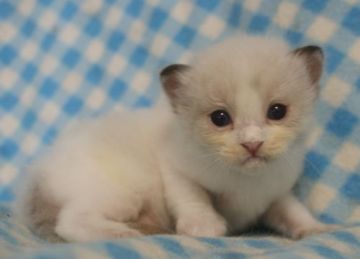 ラグドール【静岡県・男の子・2015年7月16日・シールポイントバイカラー】の写真「瞳が大きなかわいい男の子」