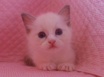 ラグドール【静岡県・男の子・2014年6月9日・ブルーポイントバイカラー】の写真「瞳が大きなかわいい男の子」