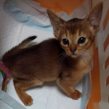 アビシニアン【静岡県・女の子・2018年1月19日・ルディ】の写真「綺麗なカラーかわいい女の子」