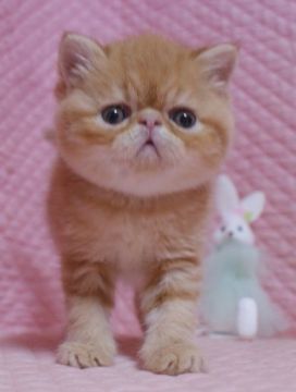 エキゾチックショートヘア【静岡県・男の子・2020年2月24日・レッドタビー】の写真「きれいなカラー・瞳が大きなかわいい男の子」