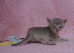 アビシニアン【静岡県・男の子・2013年10月31日・ブルー】の写真「ブルーカラーが綺麗な、かわいい坊や」