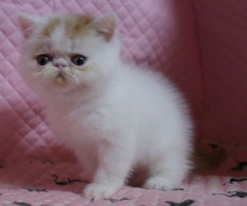 エキゾチックショートヘア【静岡県・男の子・2016年11月30日・レッド&ホワイト】の写真「きれいなカラー・瞳が大きなかわいい男の子」