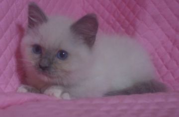 ラグドール【静岡県・男の子・2015年1月7日・ブルーポイントミテッド】の写真「瞳が大きなかわいい男の子」