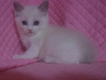 ラグドール【静岡県・男の子・2015年2月7日・ブルーポイントバイカラー】の写真「瞳が大きなかわいいotokoの子」