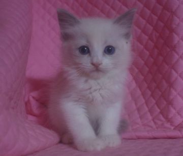 ラグドール【静岡県・女の子・2015年2月7日・ブルーポイントバイカラー】の写真「瞳が大きなかわいい女の子」