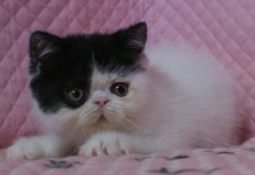 エキゾチックショートヘア【静岡県・男の子・2016年11月30日・ブラック&ホワイト】の写真「きれいなカラー・瞳が大きなかわいい男の子」