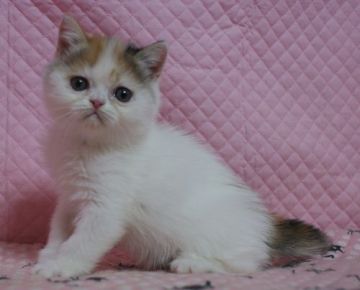 エキゾチックショートヘア【静岡県・女の子・2016年12月20日・キャリコ】の写真「きれいなカラー　丸顔かわいい女の子」