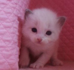 ラグドール【静岡県・男の子・2014年2月28日・ブルーポイントバイカラー】の写真「瞳が大きなかわいい男の子」