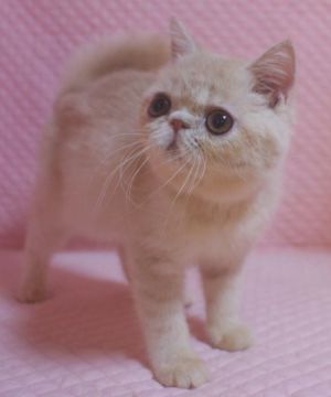 エキゾチックショートヘア【静岡県・女の子・2020年4月20日・クリームタビー】の写真「淡いカラー・丸顔の可愛い女の子」