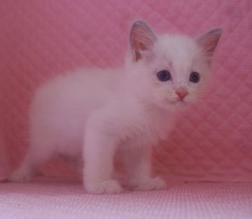 ラグドール【静岡県・男の子・2013年6月21日・ブルーポイントバイカラー】の写真「」