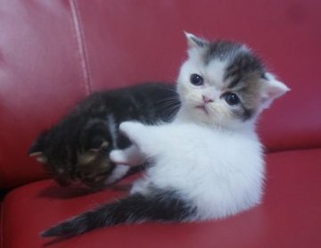 エキゾチックショートヘア【静岡県・男の子・2014年10月12日・ブラックタビー&ホワイト】の写真「かわいい男の子」