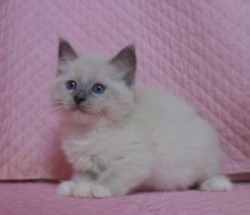 ラグドール【静岡県・男の子・2013年12月6日・ブルーポイントミテッド】の写真「瞳が大きなかわいい女の子」