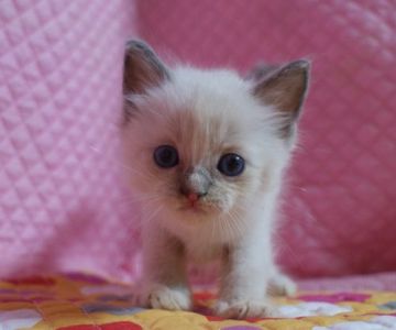 ラグドール【静岡県・女の子・2015年6月30日・ブルーポイントミテッド】の写真「瞳が大きなかわいい女の子」