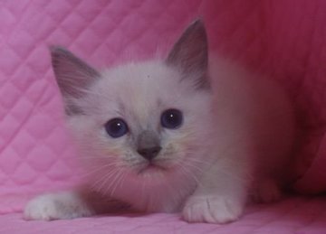 ラグドール【静岡県・男の子・2014年8月31日・ブルーポイントミテッド】の写真「瞳が大きなかわいい男の子」