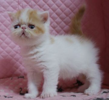 エキゾチックショートヘア【静岡県・男の子・2016年12月30日・レッド&ホワイト】の写真「きれいなカラー・瞳が大きなかわいい男の子」