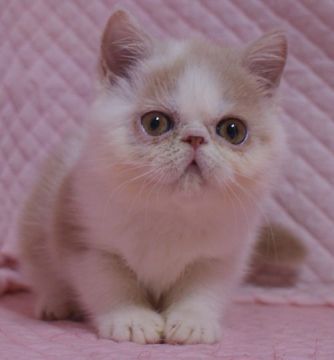 エキゾチックショートヘア【静岡県・女の子・2021年8月28日・クリームアンドホワイト】の写真「鼻ぺちゃのかわいい女の子」