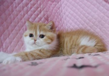 エキゾチックショートヘア【静岡県・女の子・2016年11月9日・レッドタビー&ホワイト】の写真「きれいなカラー・丸顔のかわいい女の子」