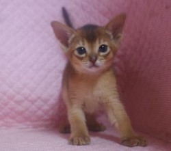 アビシニアン【静岡県・女の子・2013年10月21日・ルディ】の写真「瞳も耳も大きい美人さん」